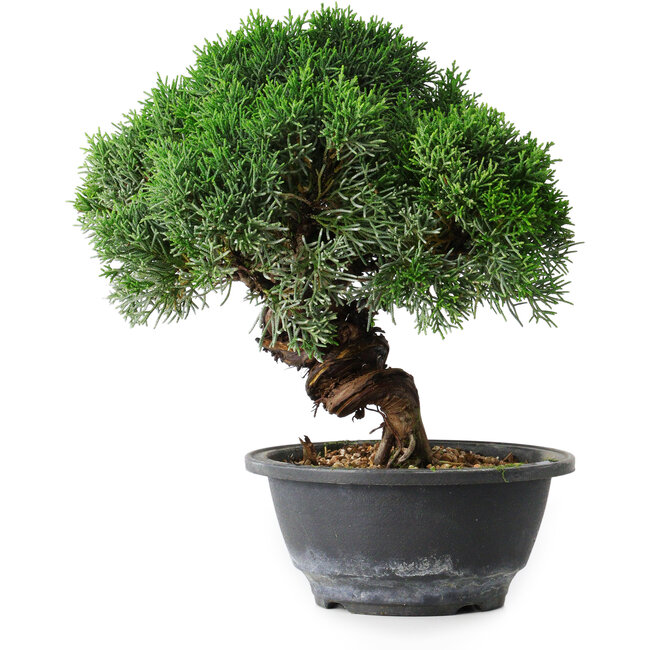Juniperus chinensis Kishu, 23 cm, ± 15 years old