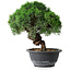 Juniperus chinensis Kishu, 23 cm, ± 15 ans