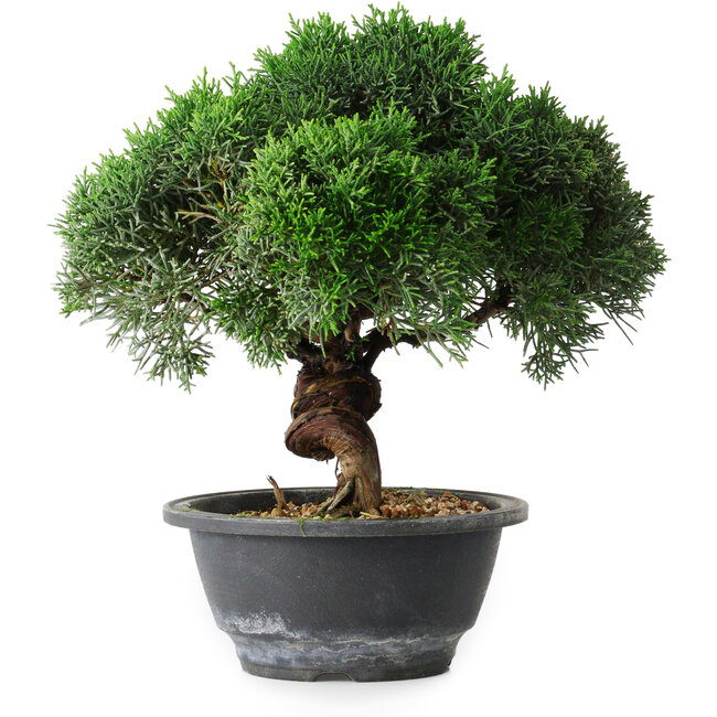 Juniperus chinensis Kishu, 23 cm, ± 15 years old