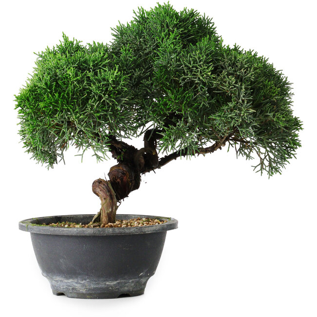Juniperus chinensis Kishu, 23 cm, ± 15 jaar oud