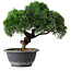 Juniperus chinensis Kishu, 23 cm, ± 15 anni