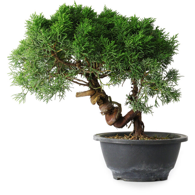 Juniperus chinensis Kishu, 23 cm, ± 15 años