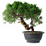 Juniperus chinensis Kishu, 23 cm, ± 15 jaar oud