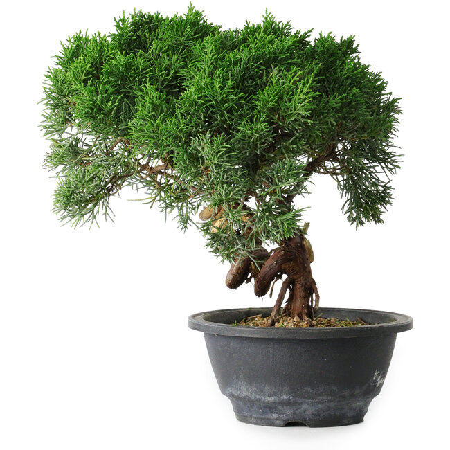 Juniperus chinensis Kishu, 23 cm, ± 15 years old