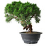 Juniperus chinensis Kishu, 23 cm, ± 15 Jahre alt
