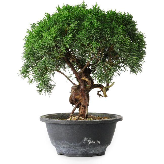 Juniperus chinensis Kishu, 23 cm, ± 15 anni