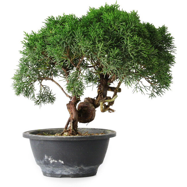 Juniperus chinensis Kishu, 23 cm, ± 15 jaar oud