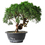 Juniperus chinensis Kishu, 23 cm, ± 15 años