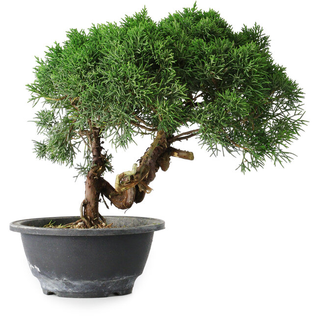Juniperus chinensis Kishu, 23 cm, ± 15 anni