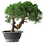 Juniperus chinensis Kishu, 23 cm, ± 15 años