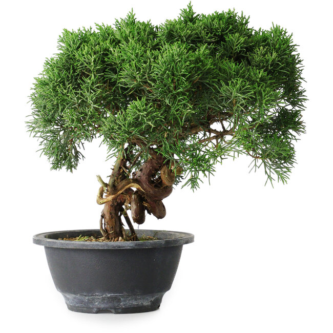 Juniperus chinensis Kishu, 23 cm, ± 15 Jahre alt