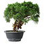 Juniperus chinensis Kishu, 23 cm, ± 15 años