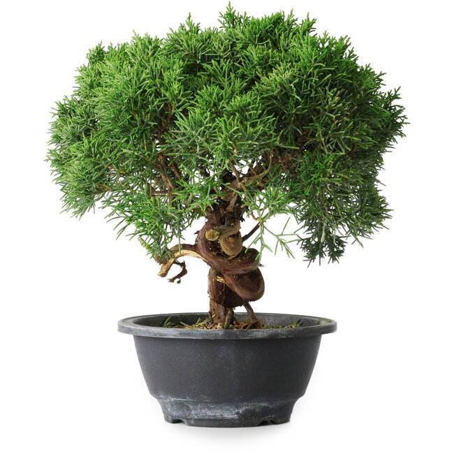 Juniperus chinensis Kishu, 23 cm, ± 15 años