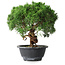 Juniperus chinensis Kishu, 23 cm, ± 15 ans