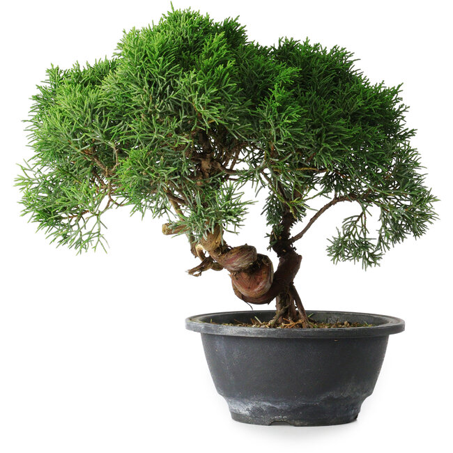 Juniperus chinensis Kishu, 23 cm, ± 15 ans