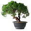 Juniperus chinensis Kishu, 23 cm, ± 15 ans