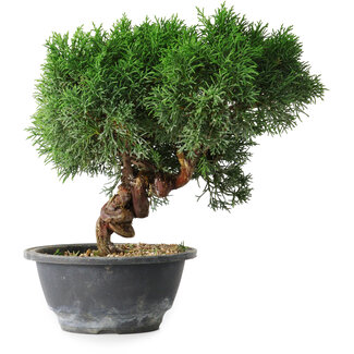 Juniperus chinensis Kishu, 23 cm, ± 15 ans
