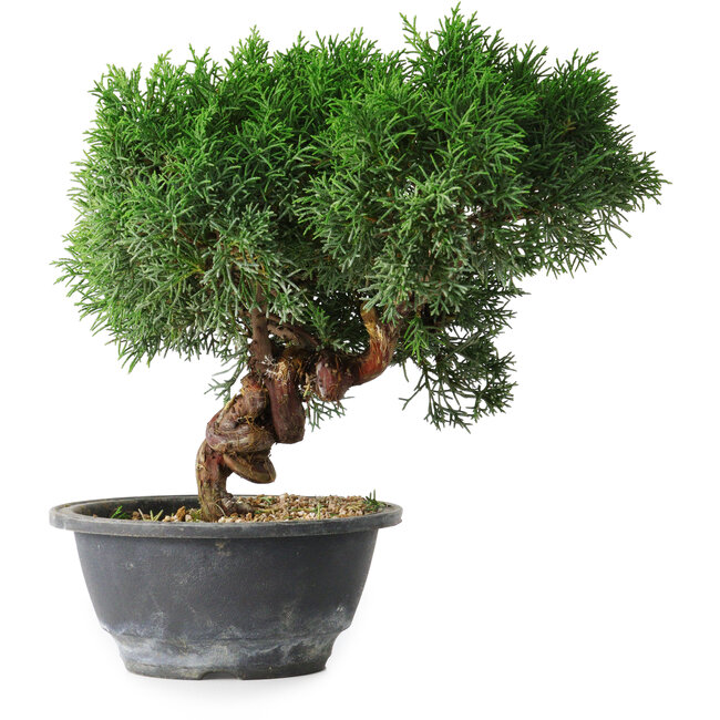 Juniperus chinensis Kishu, 23 cm, ± 15 anni