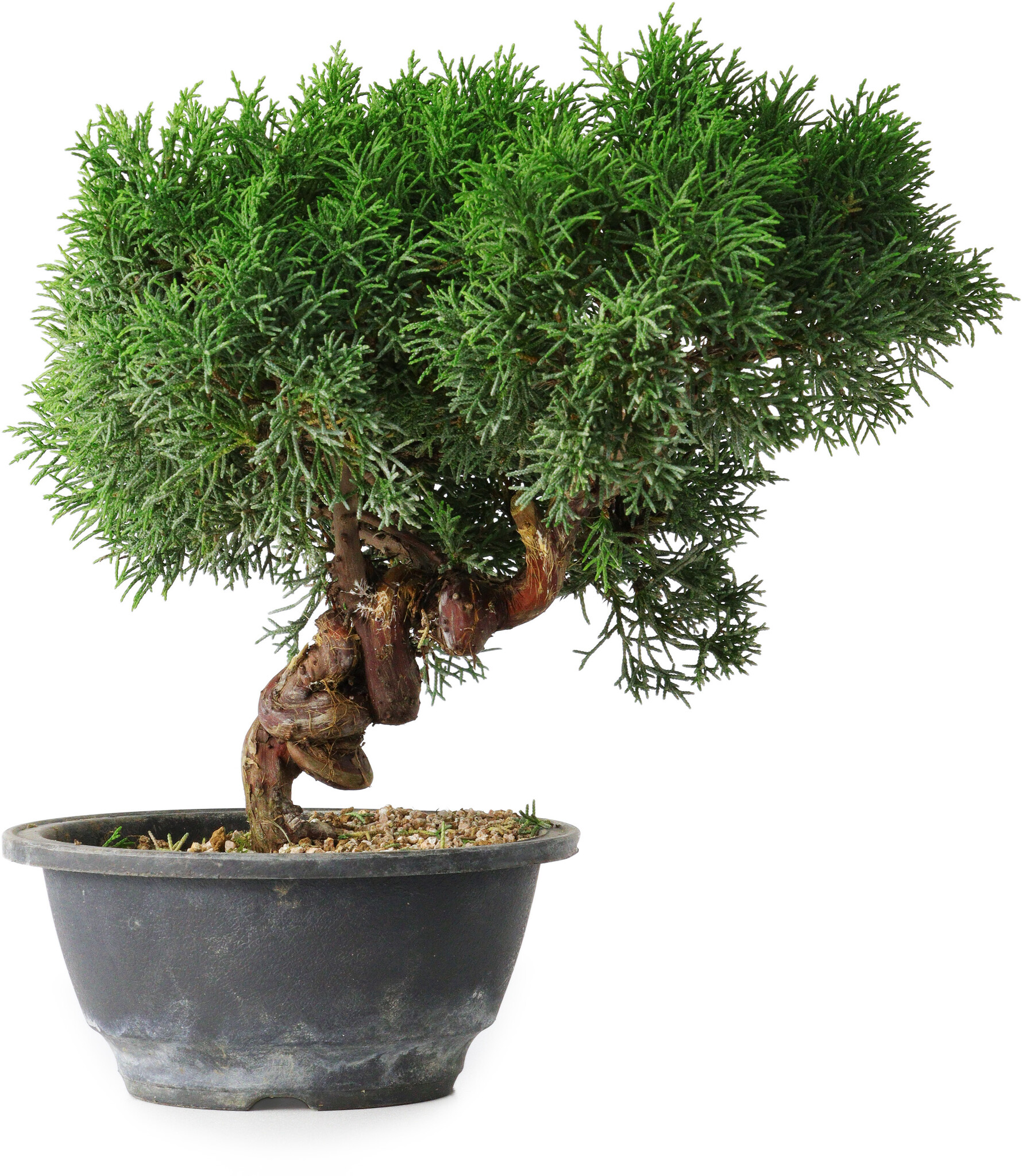 Bonsai SM | Aquarium Decoratie | Maat: 26x17,5x24cm
