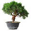 Juniperus chinensis Kishu, 23 cm, ± 15 ans