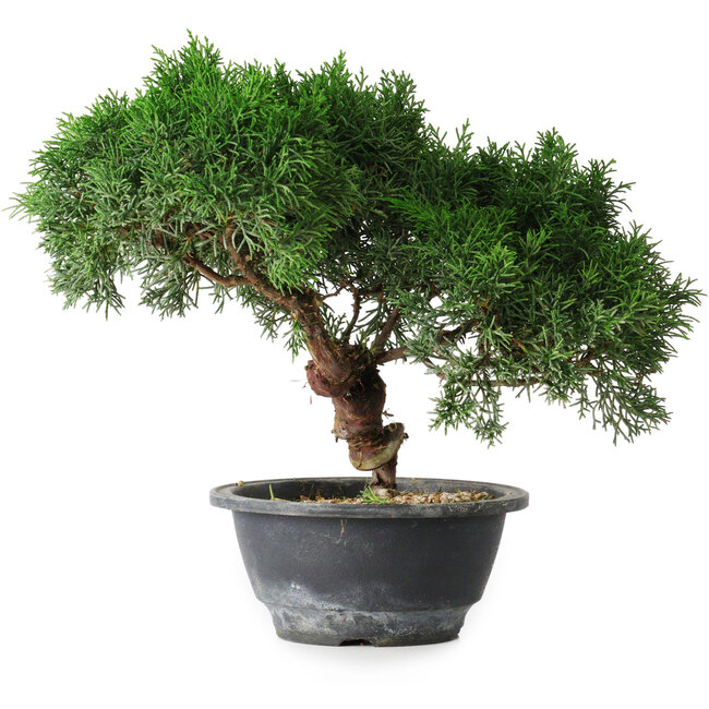 Juniperus chinensis Kishu, 23 cm, ± 15 Jahre alt