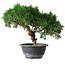 Juniperus chinensis Kishu, 23 cm, ± 15 ans