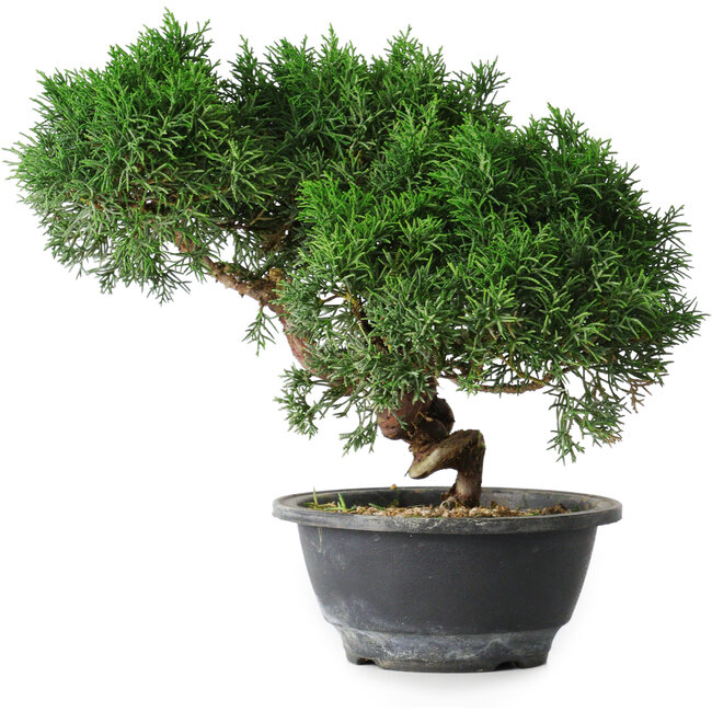Juniperus chinensis Kishu, 23 cm, ± 15 ans