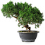 Juniperus chinensis Kishu, 23 cm, ± 15 Jahre alt