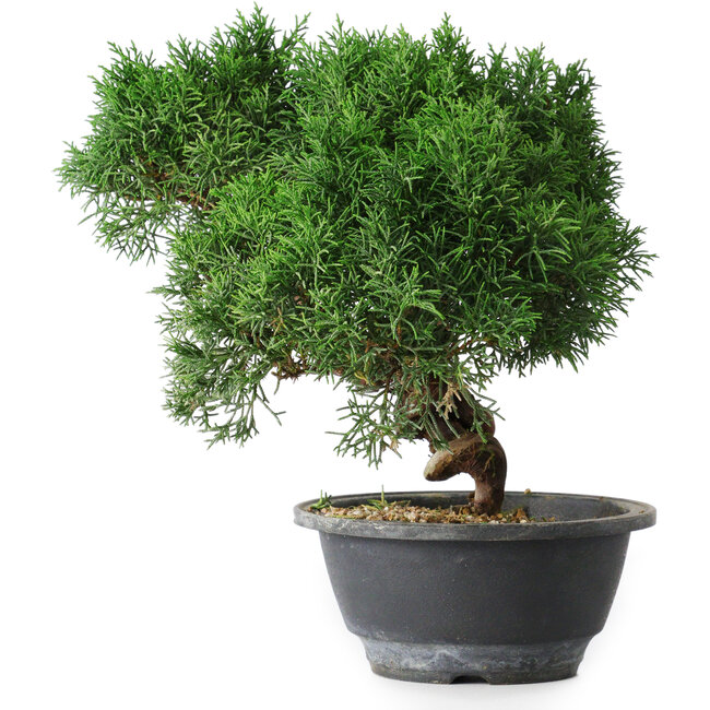 Juniperus chinensis Kishu, 23 cm, ± 15 jaar oud