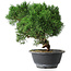 Juniperus chinensis Kishu, 23 cm, ± 15 years old