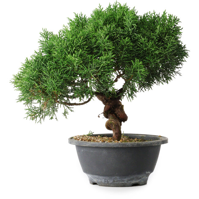 Juniperus chinensis Kishu, 23 cm, ± 15 Jahre alt