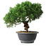 Juniperus chinensis Kishu, 23 cm, ± 15 años