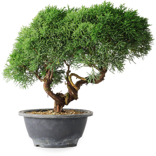 Juniperus chinensis Kishu, 23 cm, ± 15 jaar oud