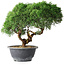 Juniperus chinensis Kishu, 23 cm, ± 15 anni