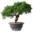 Juniperus chinensis Kishu, 23 cm, ± 15 years old