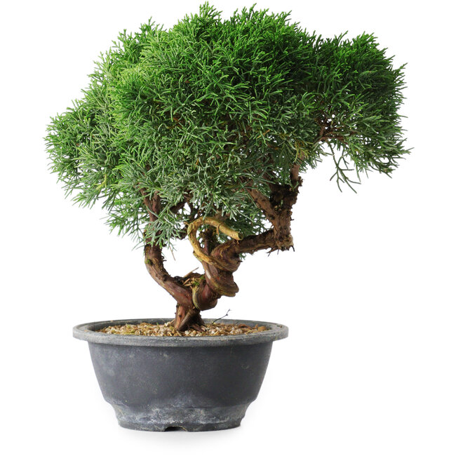 Juniperus chinensis Kishu, 23 cm, ± 15 Jahre alt