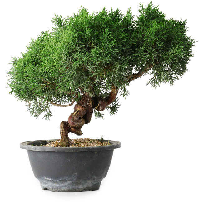 Juniperus chinensis Kishu, 23 cm, ± 15 ans