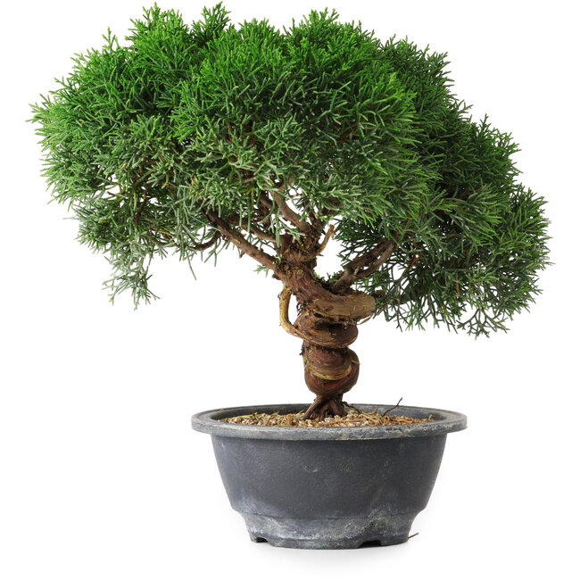 Juniperus chinensis Kishu, 23 cm, ± 15 anni