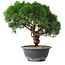 Juniperus chinensis Kishu, 23 cm, ± 15 ans