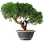 Juniperus chinensis Kishu, 23 cm, ± 15 ans