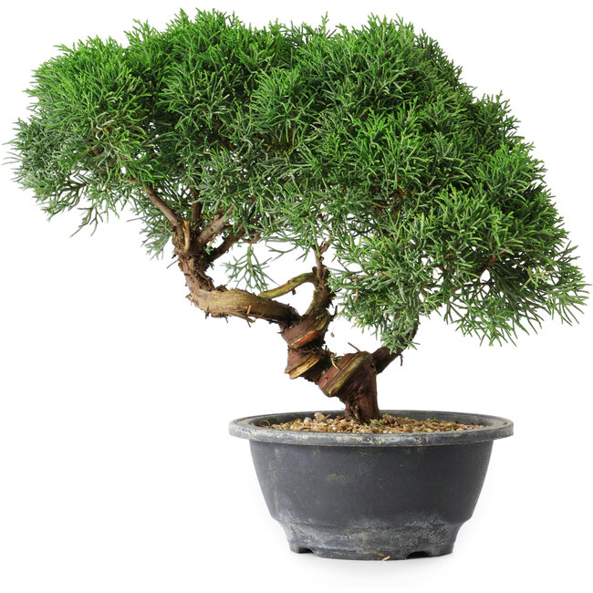 Juniperus chinensis Kishu, 23 cm, ± 15 anni