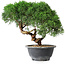 Juniperus chinensis Kishu, 23 cm, ± 15 jaar oud