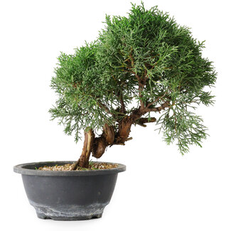 Juniperus chinensis Kishu, 23 cm, ± 15 jaar oud