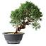 Juniperus chinensis Kishu, 23 cm, ± 15 años