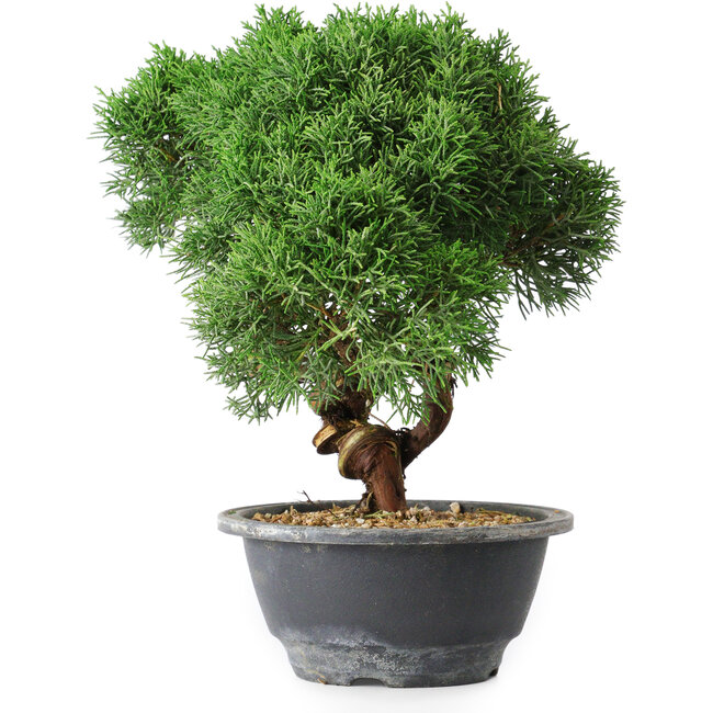 Juniperus chinensis Kishu, 23 cm, ± 15 years old