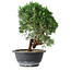 Juniperus chinensis Kishu, 23 cm, ± 15 Jahre alt