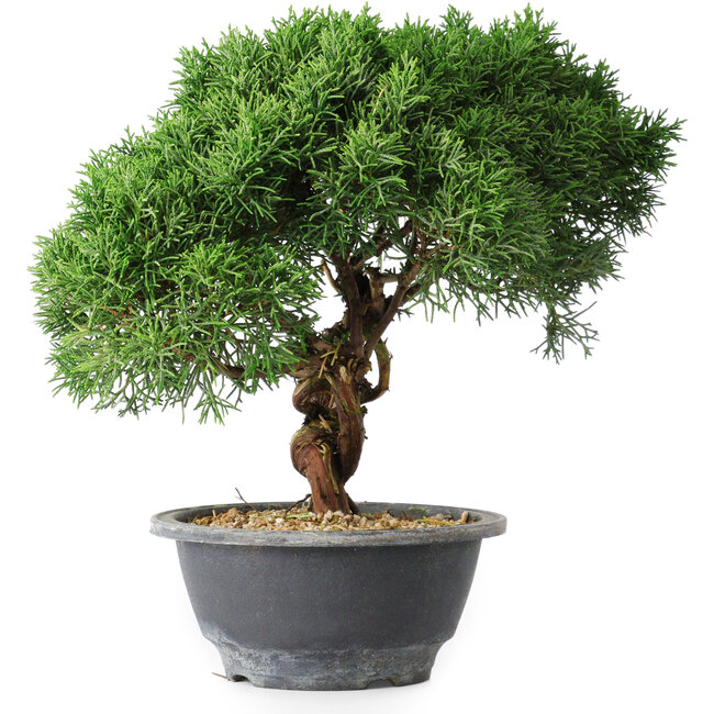 Juniperus chinensis Kishu, 23 cm, ± 15 ans