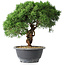 Juniperus chinensis Kishu, 23 cm, ± 15 años