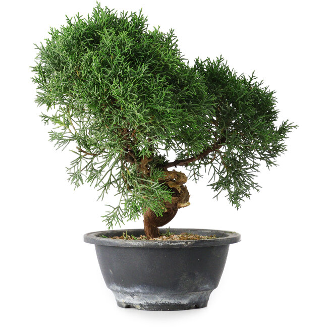 Juniperus chinensis Kishu, 23 cm, ± 15 anni