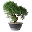 Juniperus chinensis Kishu, 23 cm, ± 15 años